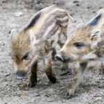 9D3FD2B4-9641-42D1-97BC-CBA3AB0D9DD5_1_105_c