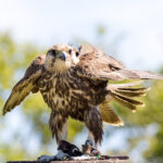 F6BF2AFB-7B35-4F7B-80A1-A1769A15BB23_1_105_c